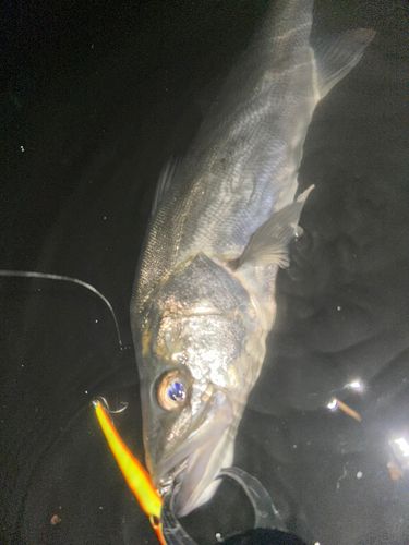 フッコ（マルスズキ）の釣果