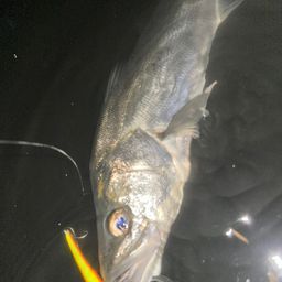 フッコ（マルスズキ）