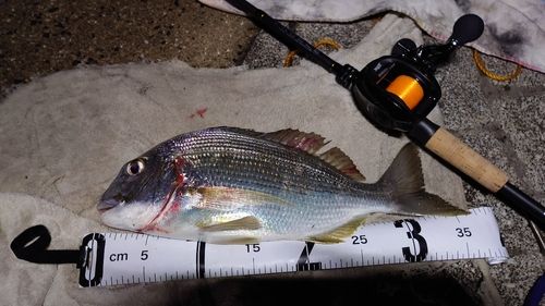 クロダイの釣果