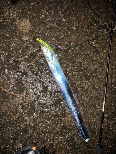 東京湾（富津〜金谷）