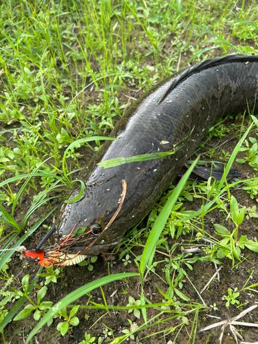 ライギョの釣果