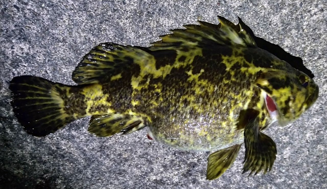 タケノコメバル