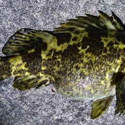 タケノコメバル