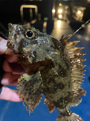 ムラソイの釣果