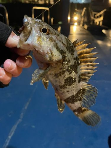 タケノコメバルの釣果