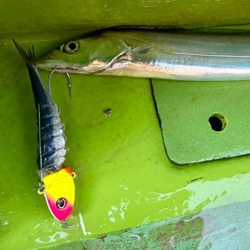 タチウオの釣果