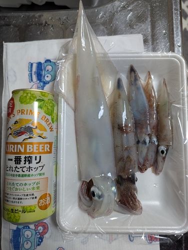 ヤリイカの釣果