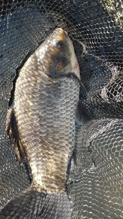 ヘラブナの釣果