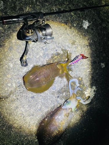 アオリイカの釣果