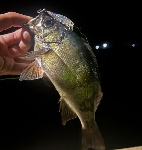 周防大島（屋代島）