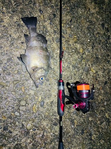 アオメバルの釣果