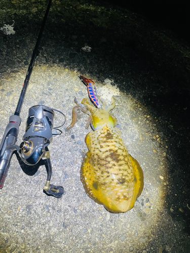 アオリイカの釣果