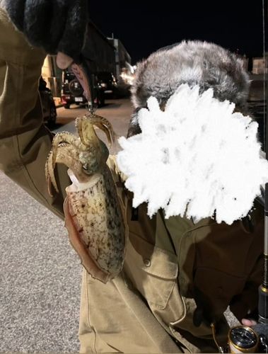 コウイカの釣果