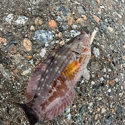 アカササノハベラ