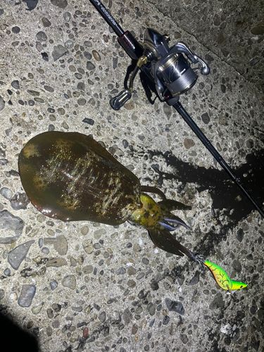 アオリイカの釣果