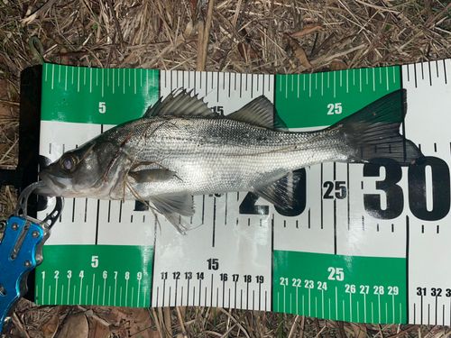 フッコ（ヒラスズキ）の釣果