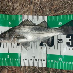 フッコ（ヒラスズキ）