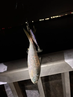 コノシロの釣果