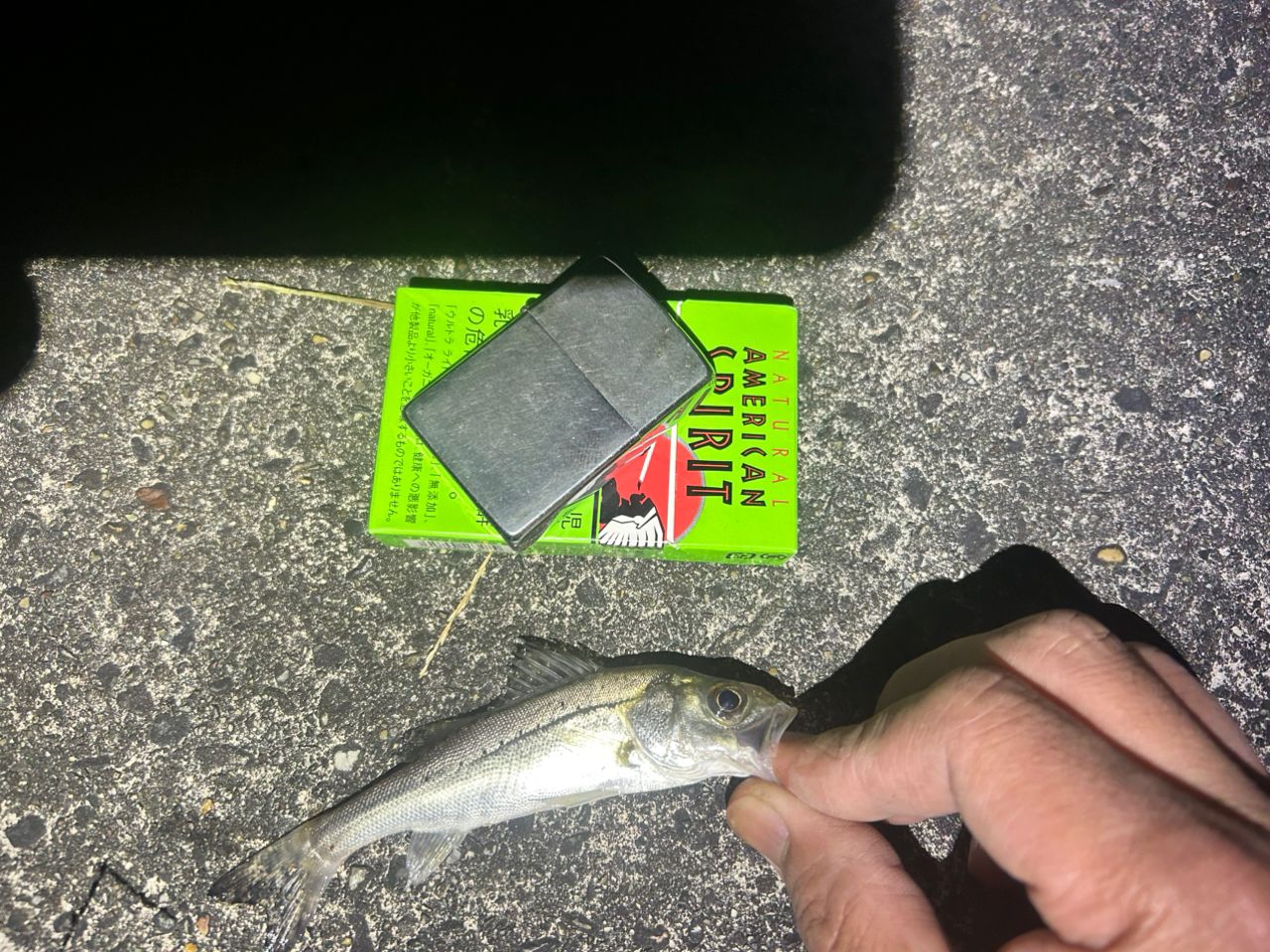 セイゴ（タイリクスズキ）