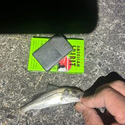 セイゴ（タイリクスズキ）