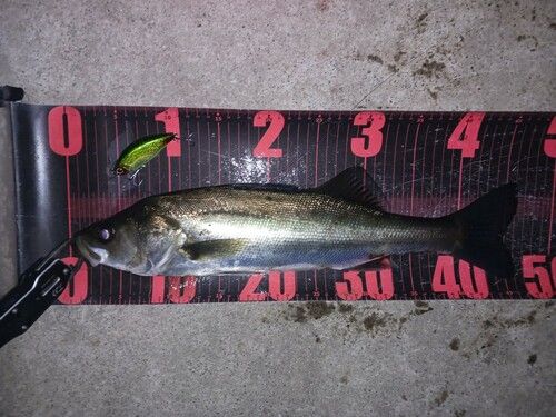 シーバスの釣果