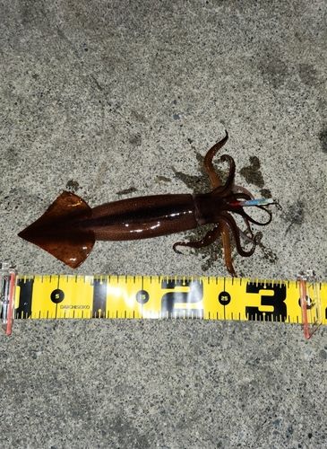 スルメイカの釣果