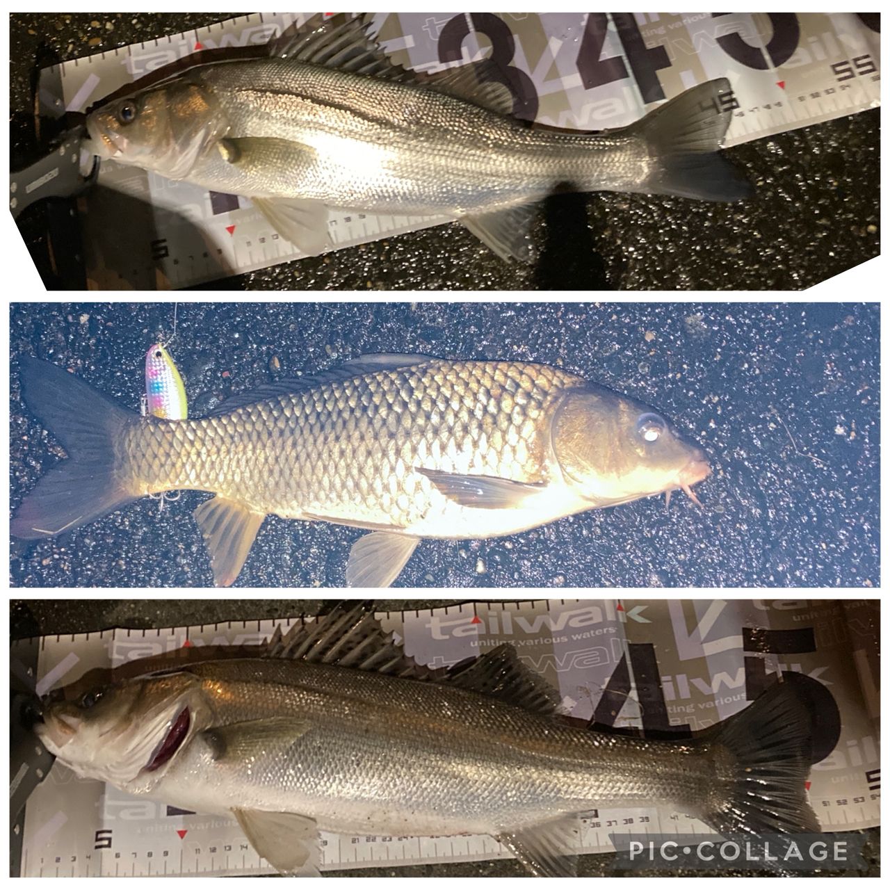 セイゴ（マルスズキ）