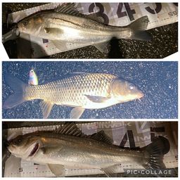 セイゴ（マルスズキ）