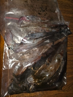 イカの釣果