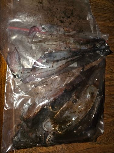 三陸海岸（岩手）