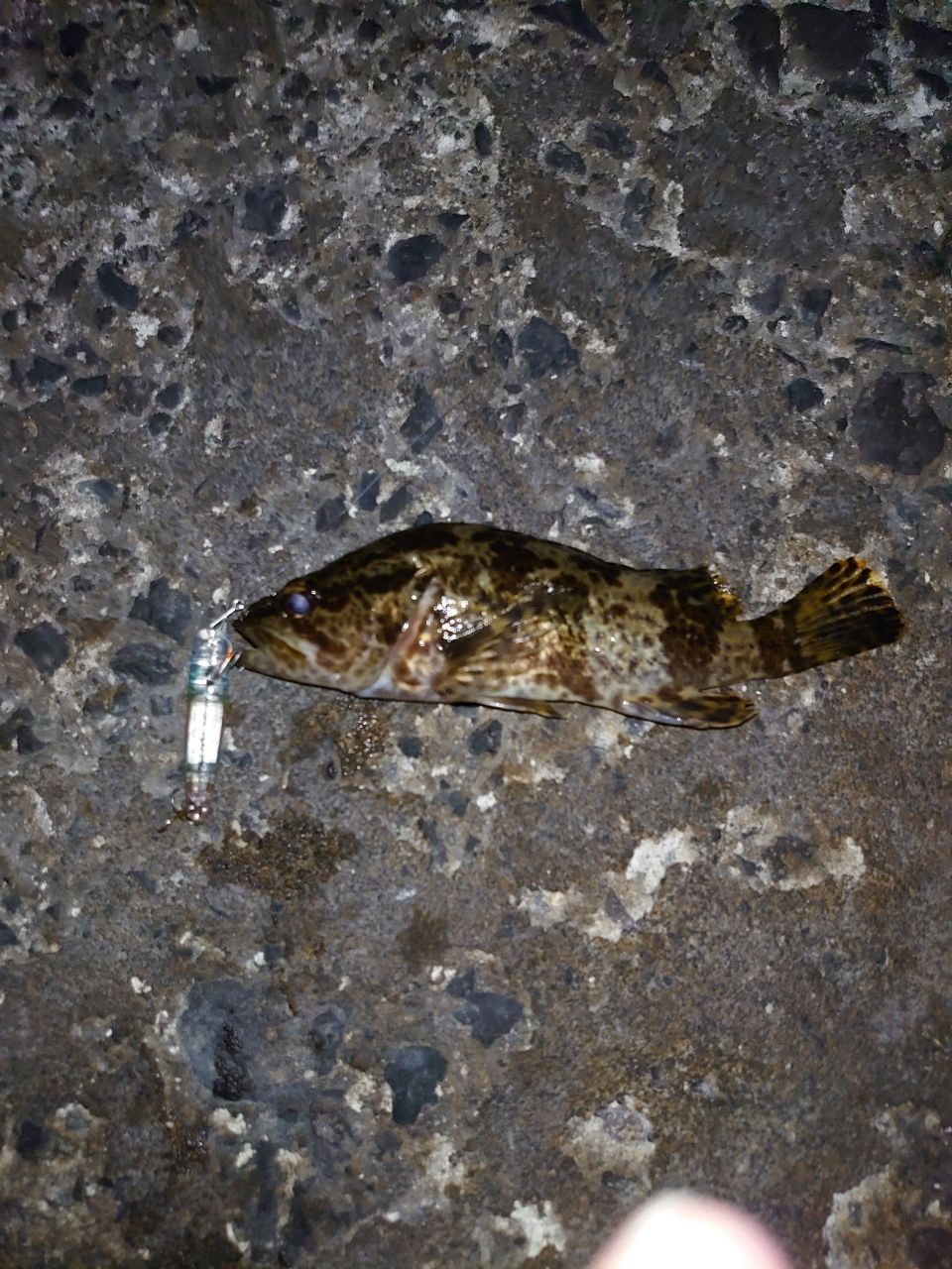 タケノコメバル