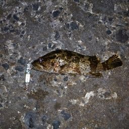 タケノコメバル