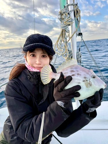 カワハギの釣果