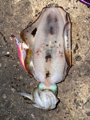 アオリイカの釣果