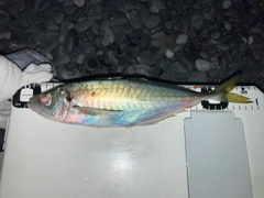 マアジの釣果