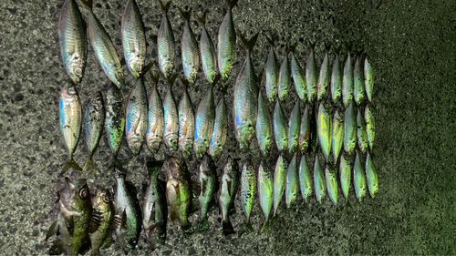 周防大島（屋代島）