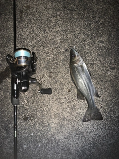 セイゴ（ヒラスズキ）の釣果