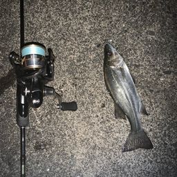 セイゴ（ヒラスズキ）