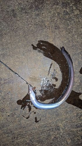 マアナゴの釣果