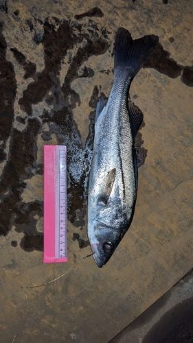 セイゴ（タイリクスズキ）の釣果