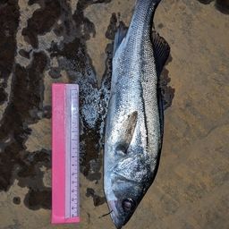 セイゴ（タイリクスズキ）