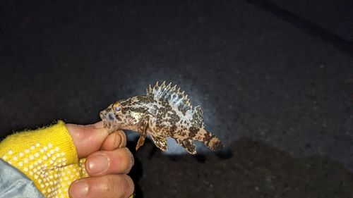 タケノコメバルの釣果