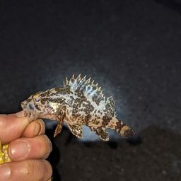 タケノコメバル