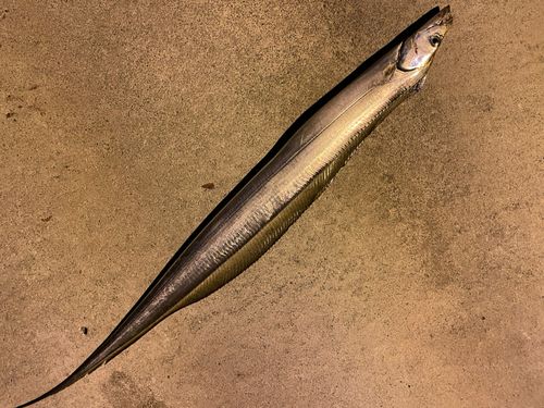 タチウオの釣果