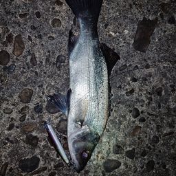 セイゴ（ヒラスズキ）