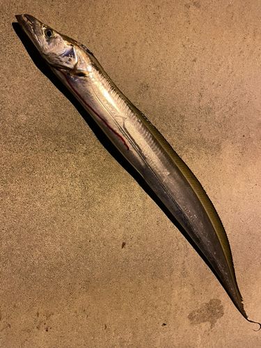 タチウオの釣果