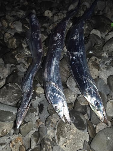 タチウオの釣果