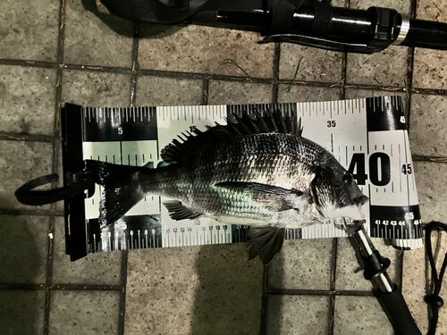 東京湾（アクアライン以北）