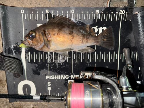 メバルの釣果