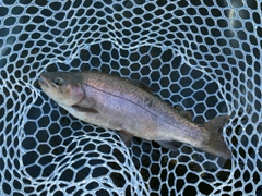 トラウトの釣果